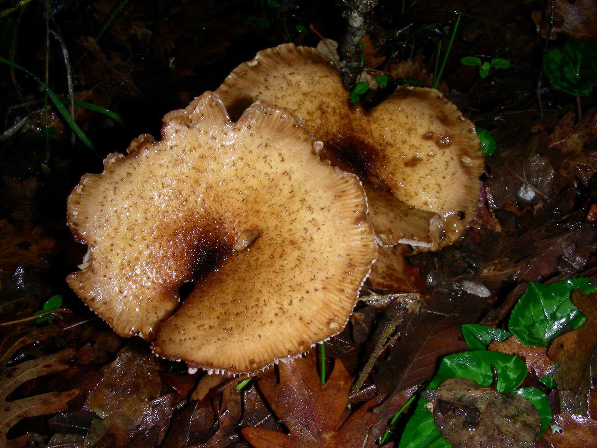 1893 Gennaio vecchio ritrovamento